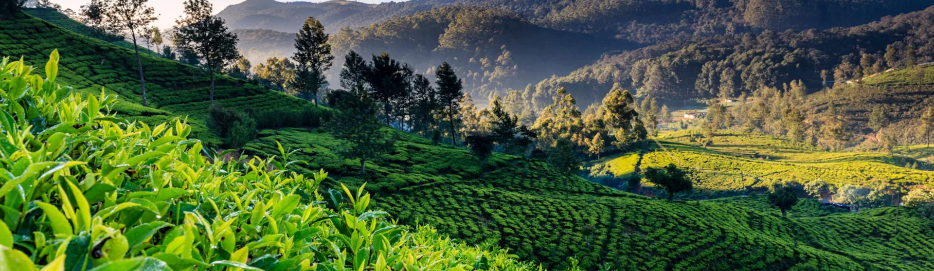 Sri Lanka Cruises