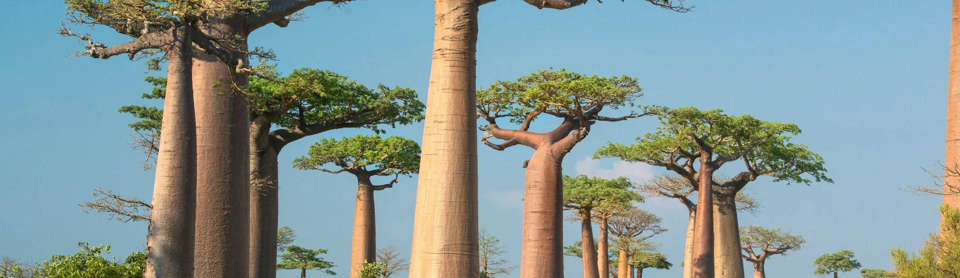 Madagascar