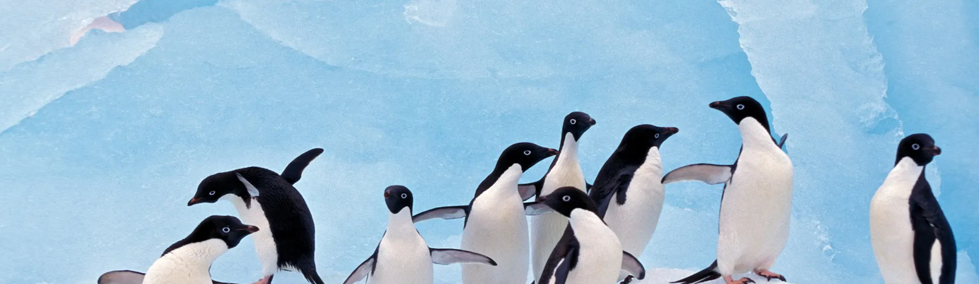 Antarctica Cruises