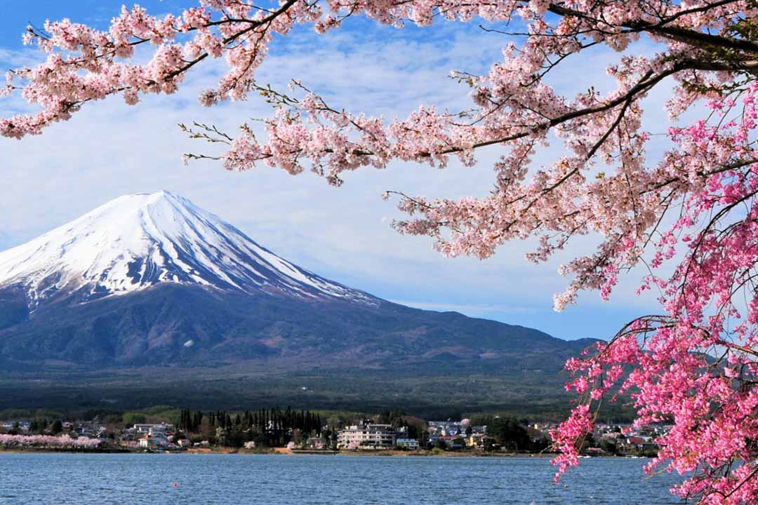 DISCOVER CHERRY BLOSSOM SEASON