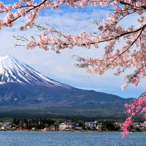 DISCOVER CHERRY BLOSSOM SEASON