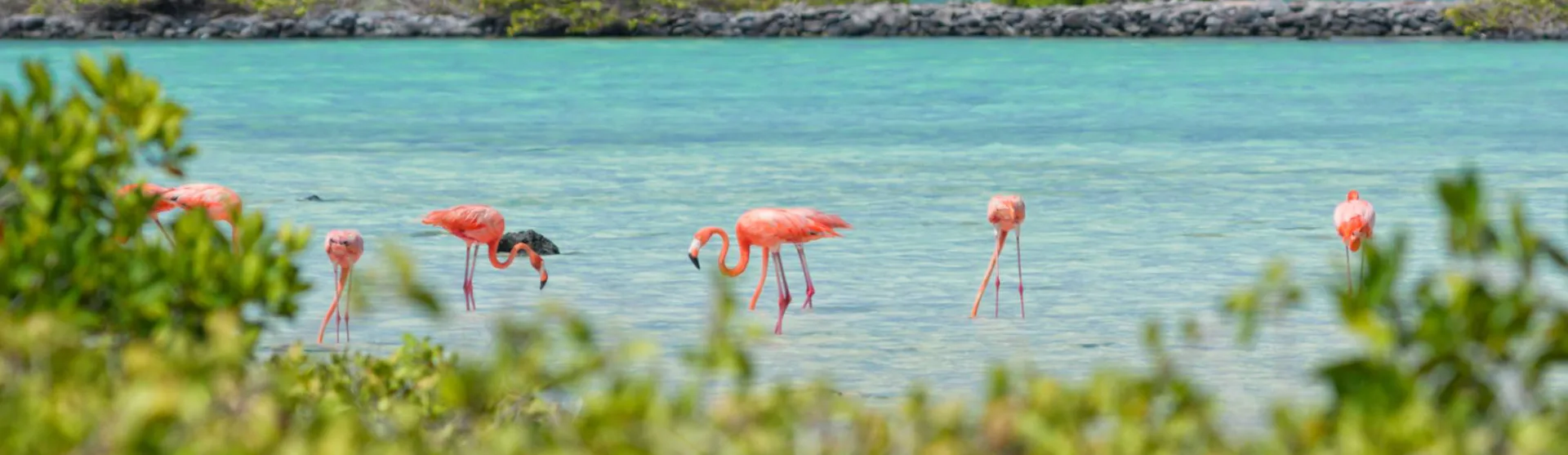 Bonaire Cruises