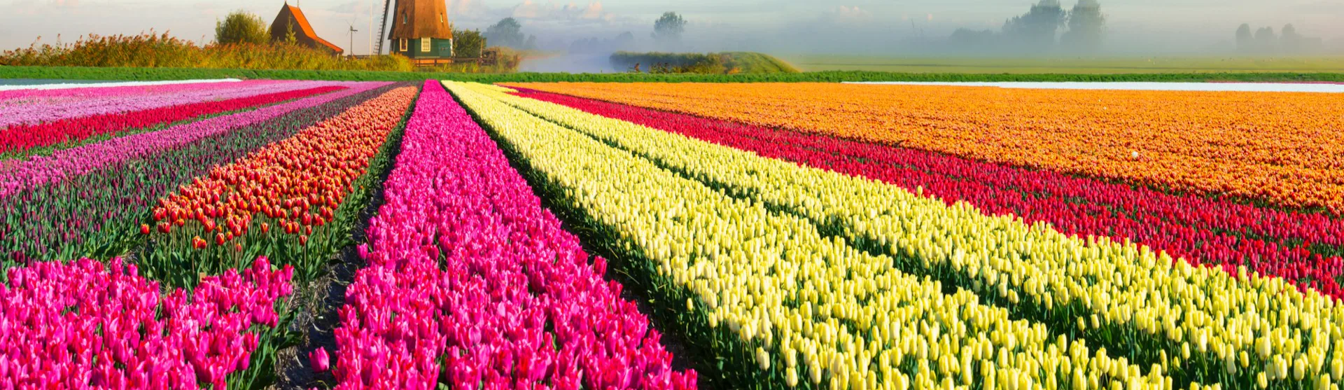 The Netherlands Cruises
